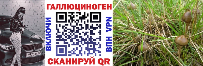 Псилоцибиновые грибы мицелий  Пикалёво 